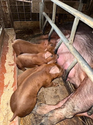 Duroc rasă pura, nu Pietrean landrace purcei scrofite