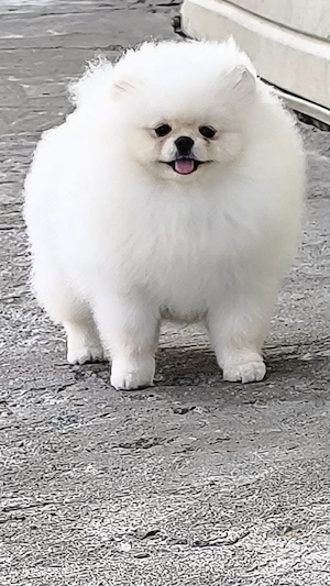 Pui pomeranian miniatura - imagine 3