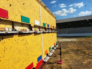 pavilion apicol modular