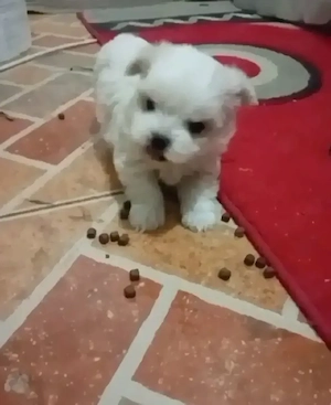 bischon maltez - imagine 4