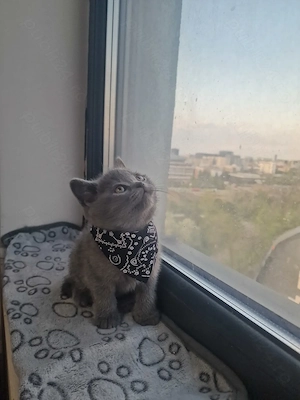 pui british shorthair blue sănătoși  - imagine 3