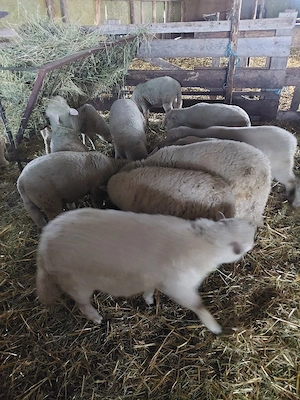 Oi ile de france de vanzare