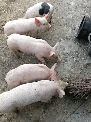 Vind cinci purcei 7saptamimi