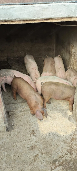 Vand purcei - imagine 2