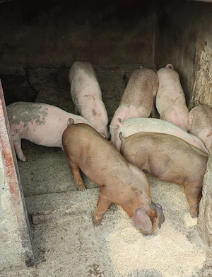 Vand purcei - imagine 3