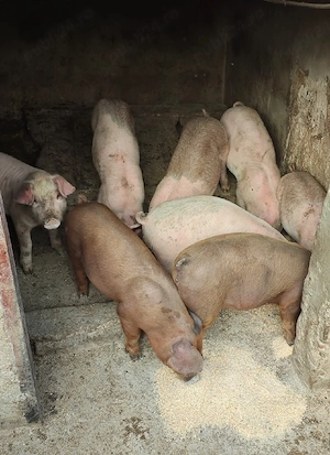 Vand purcei - imagine 4