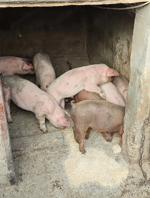 Vand purcei - imagine 5