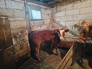 Vaca și vițică de vanzare