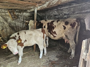 Vaca baltata cu vitica - imagine 2