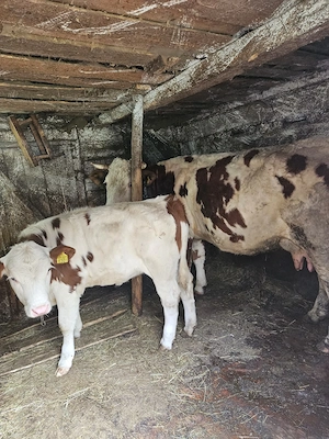 Vaca baltata cu vitica - imagine 3