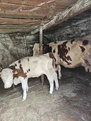 Vaca baltata cu vitica