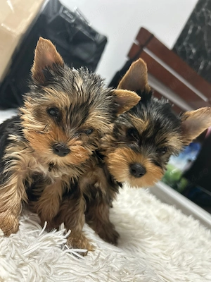 Yorkshire terrier 