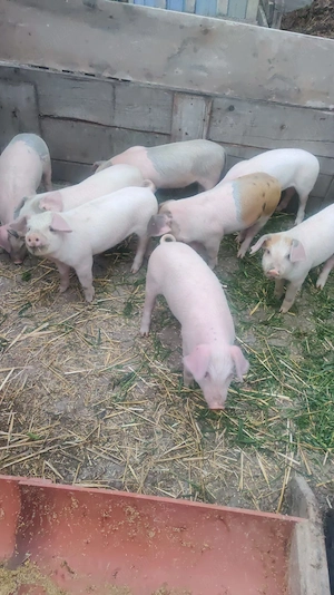 Purcei de vanzare - imagine 2