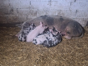 de vanzare scrafa cu purcei purcei au 7saptamani 