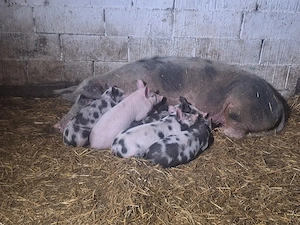 de vanzare scrafa cu purcei purcei au 7saptamani  - imagine 2