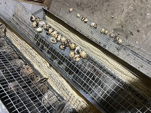 Ouă de prepeliță  - imagine 2