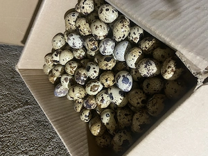 Ouă de prepeliță  - imagine 3