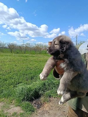 Vând pui de Ciobănesc Caucazian de rasă
