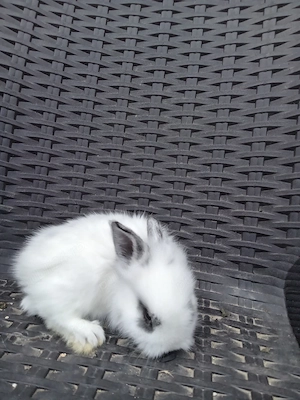 Iepuri cap de leu  hotot pitici  - imagine 5