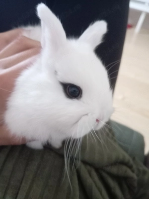 Iepuri cap de leu  hotot pitici  - imagine 4