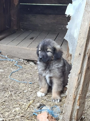 Pui Ciobănesc Carpatin  - imagine 4