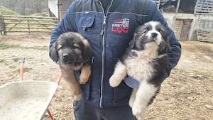 Pui Ciobănesc Carpatin  - imagine 2