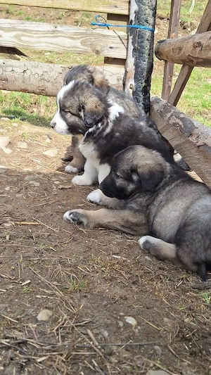 Pui Ciobănesc Carpatin  - imagine 3