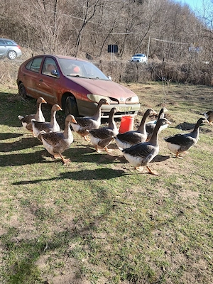 Vand gâște rasa Lamdes. - imagine 3