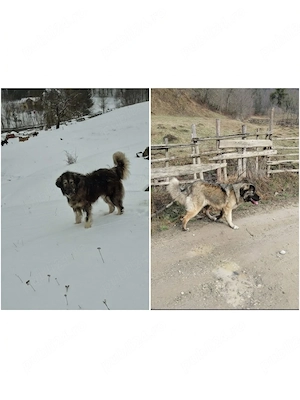 Pui Ciobănesc Carpatin  - imagine 5