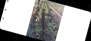 smochini de vânzare 