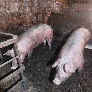 Porcii  pentru sacrificat 