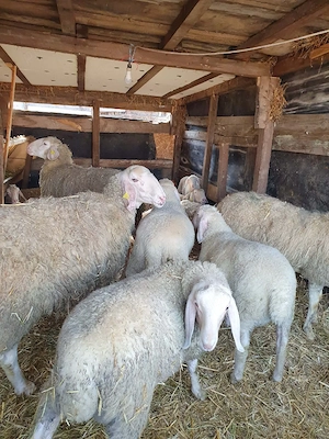 oi de vanzare sulfok ,carabas cu tigai ,bergamasca - imagine 3