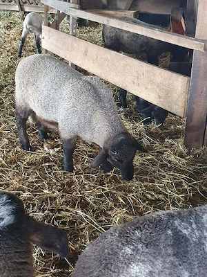 oi de vanzare sulfok ,carabas cu tigai ,bergamasca - imagine 5