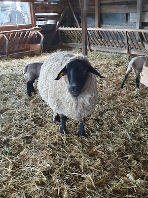 oi de vanzare sulfok ,carabas cu tigai ,bergamasca - imagine 2