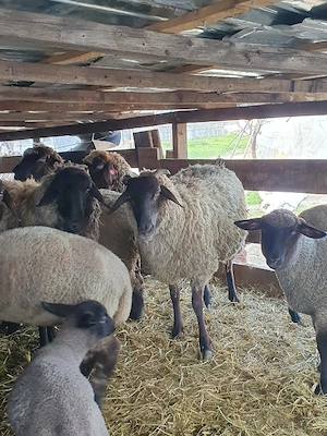 oi de vanzare sulfok ,carabas cu tigai ,bergamasca - imagine 4