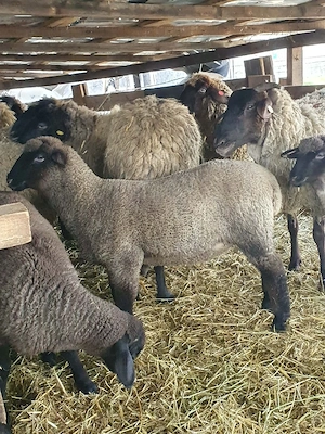 oi de vanzare sulfok ,carabas cu tigai ,bergamasca