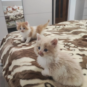 Puiti de Siberiana de padure 