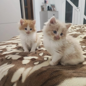 Puiti de Siberiana de padure  - imagine 2