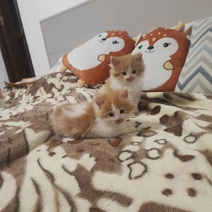 Puiti de Siberiana de padure  - imagine 3