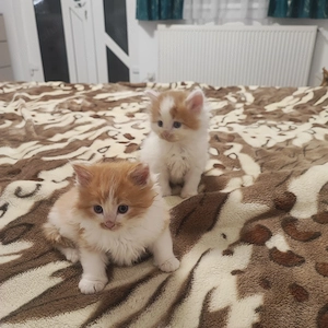 Puiti de Siberiana de padure  - imagine 4