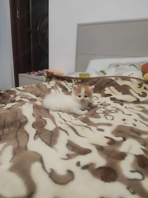 Puiti de Siberiana de padure  - imagine 5