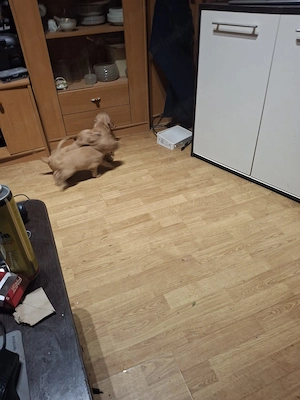 cocker spaniol - imagine 3