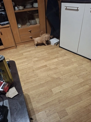 cocker spaniol - imagine 4