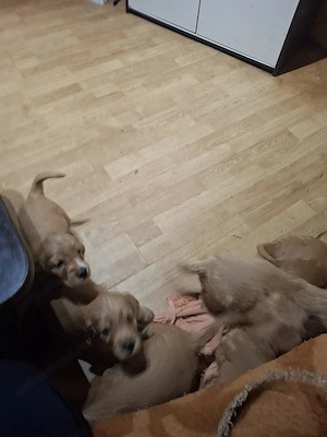 cocker spaniol - imagine 2