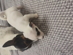 Jack Russell terrier tricolor masculi și femele  - imagine 3
