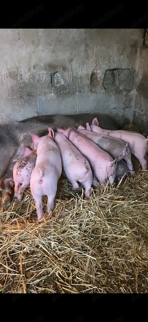 8 purcei de 6 saptamani