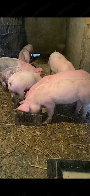 8 purcei de 6 saptamani - imagine 2