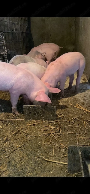 8 purcei de 6 saptamani - imagine 3