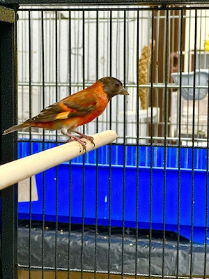 Scatiu de Venezuela "Campioni", Genetică Impecabila - Red Siskin - imagine 3