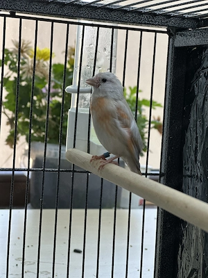 Scatiu de Venezuela "Campioni", Genetică Impecabila - Red Siskin - imagine 4